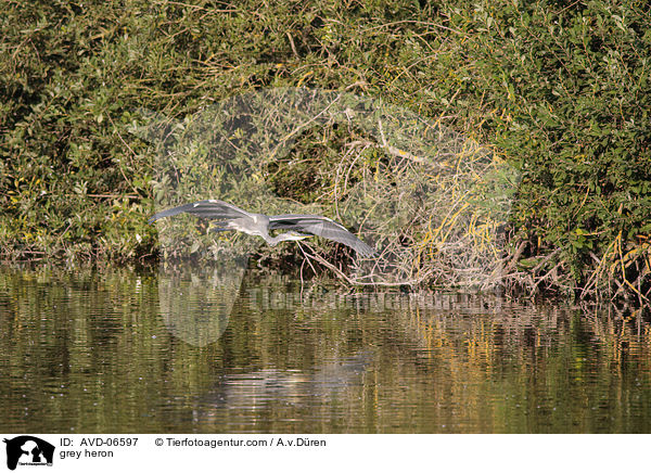 grey heron / AVD-06597