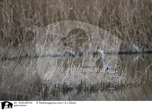 grey heron / AVD-06743