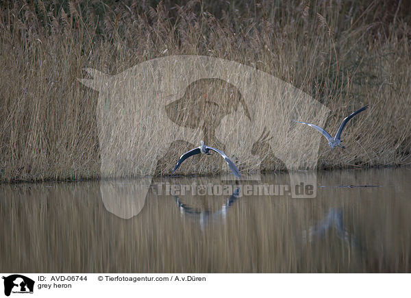 grey heron / AVD-06744