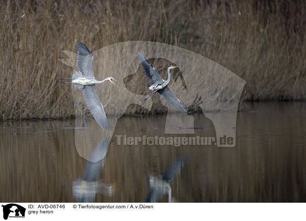 grey heron / AVD-06746