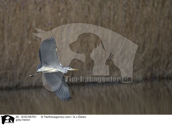 grey heron / AVD-06761