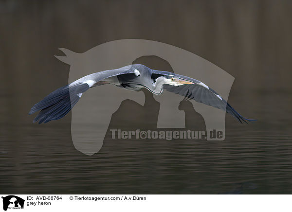 grey heron / AVD-06764