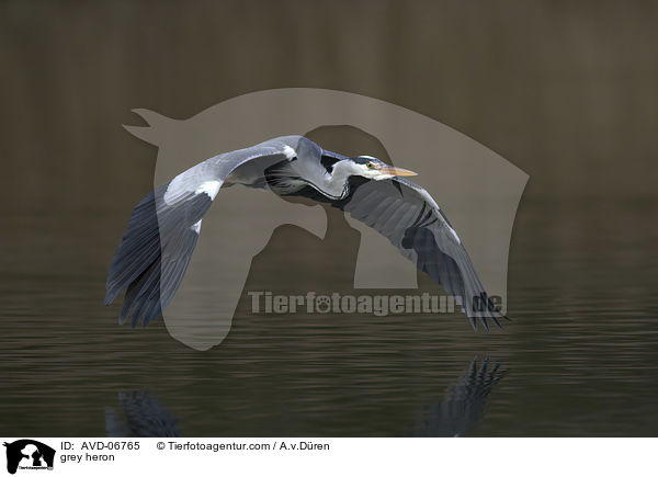 grey heron / AVD-06765