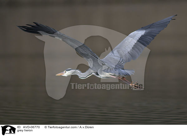 Graureiher / grey heron / AVD-06770