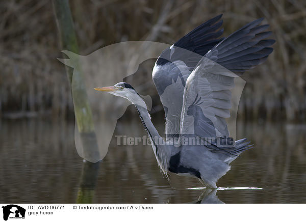 Graureiher / grey heron / AVD-06771