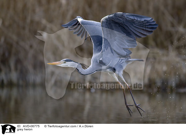 Graureiher / grey heron / AVD-06775