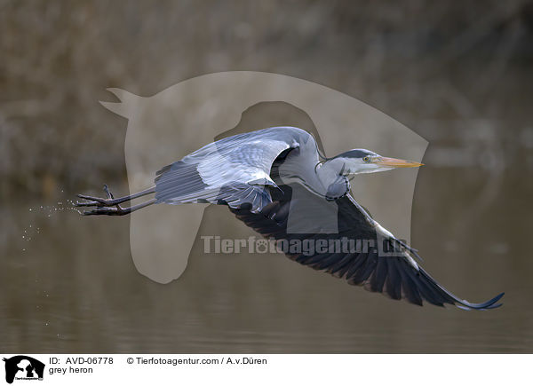 Graureiher / grey heron / AVD-06778