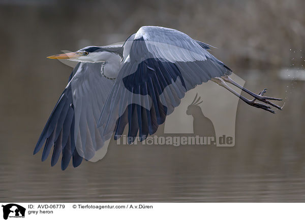Graureiher / grey heron / AVD-06779
