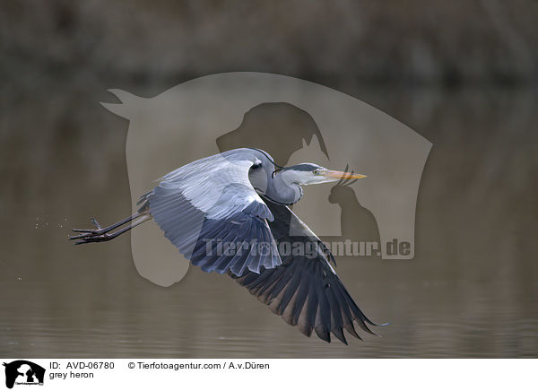 Graureiher / grey heron / AVD-06780