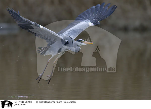 Graureiher / grey heron / AVD-06786