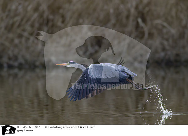 Graureiher / grey heron / AVD-06787