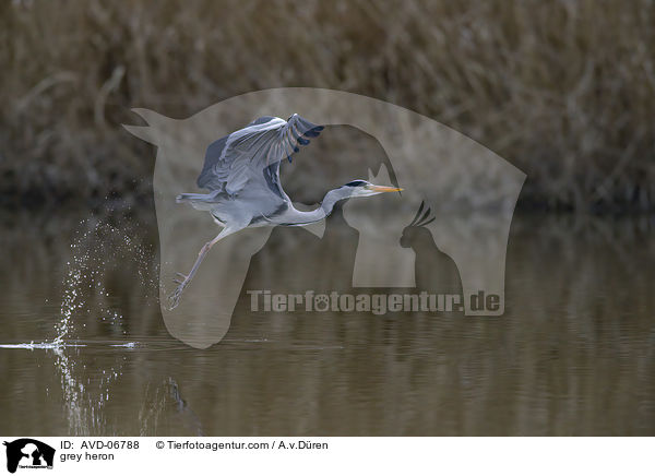 Graureiher / grey heron / AVD-06788