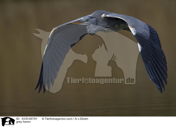 Graureiher / grey heron / AVD-06791