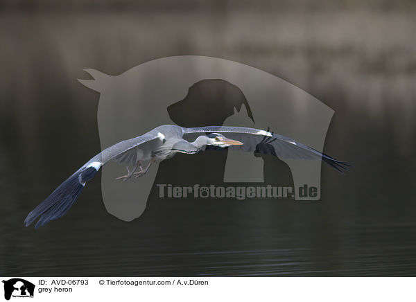 Graureiher / grey heron / AVD-06793