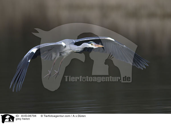 Graureiher / grey heron / AVD-06794