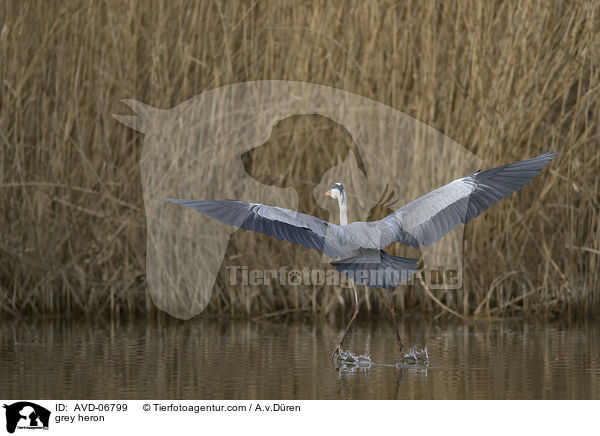 Graureiher / grey heron / AVD-06799
