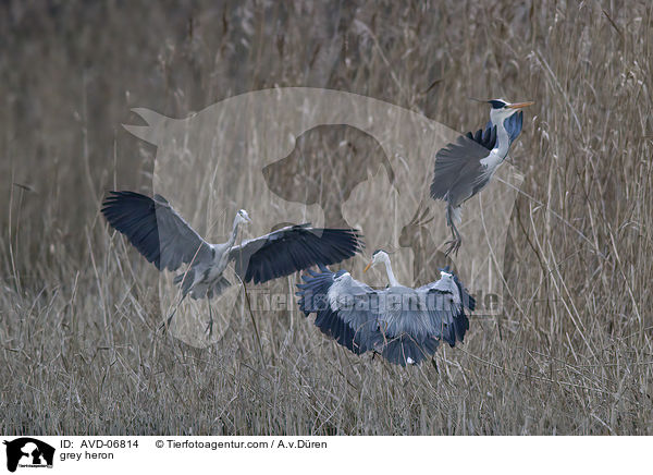 grey heron / AVD-06814