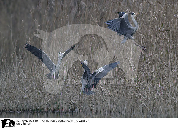 grey heron / AVD-06816