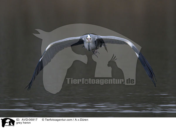 grey heron / AVD-06817
