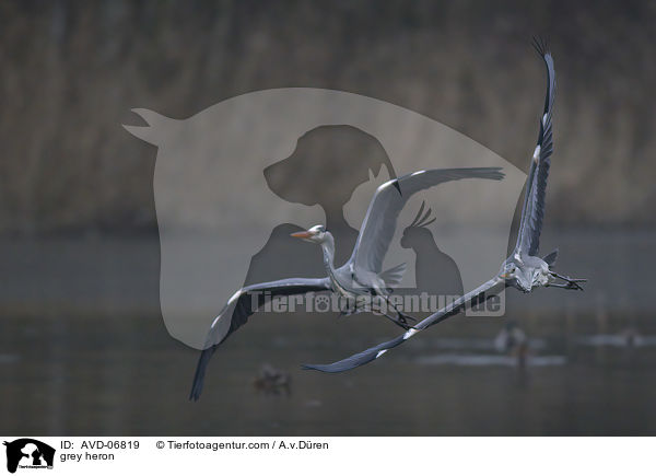 grey heron / AVD-06819