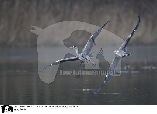 grey heron / AVD-06820