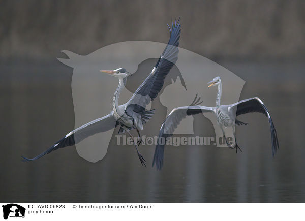 grey heron / AVD-06823
