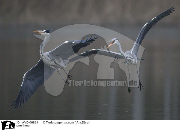 grey heron / AVD-06824