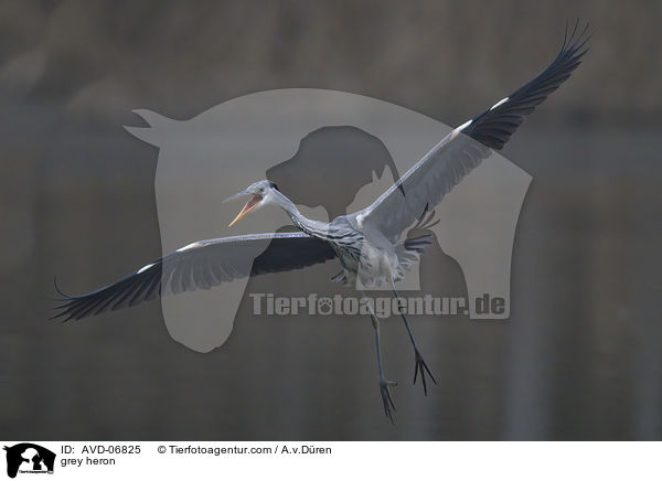 grey heron / AVD-06825