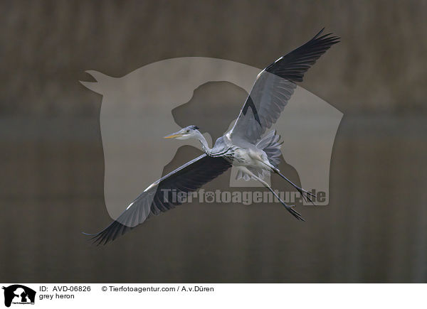 grey heron / AVD-06826