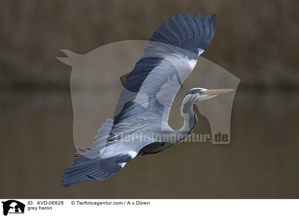 grey heron / AVD-06828