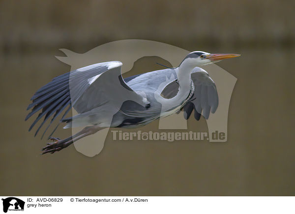 grey heron / AVD-06829