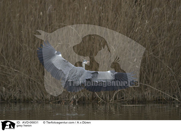 grey heron / AVD-06831