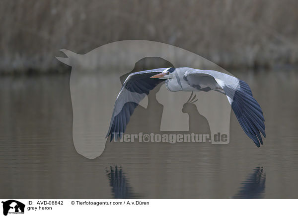 Graureiher / grey heron / AVD-06842