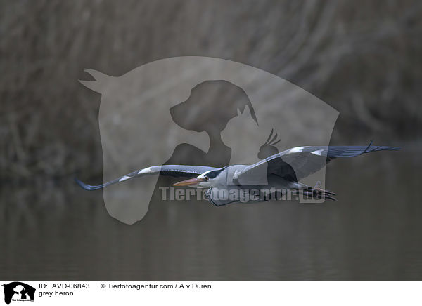 grey heron / AVD-06843