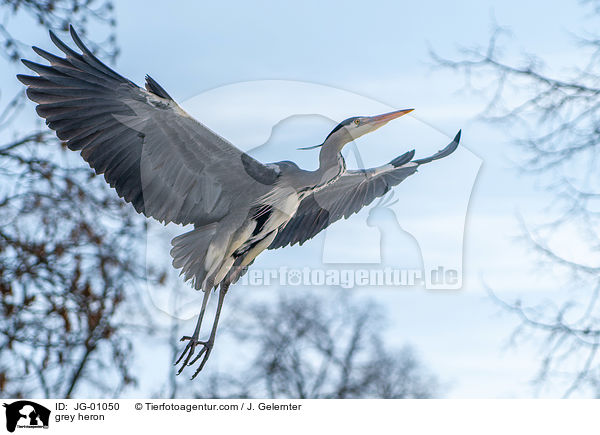 grey heron / JG-01050
