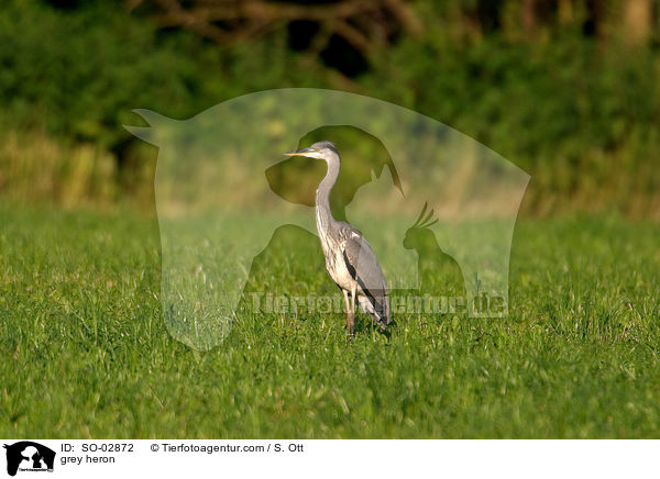Graureiher / grey heron / SO-02872