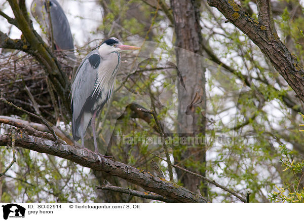 grey heron / SO-02914