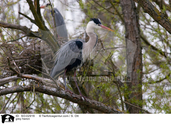 Graureiher / grey heron / SO-02916