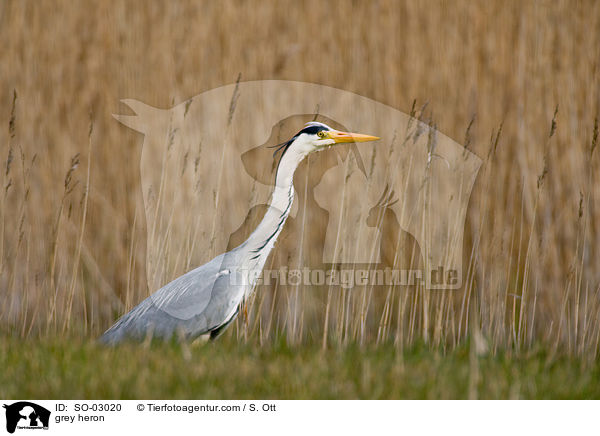 Graureiher / grey heron / SO-03020