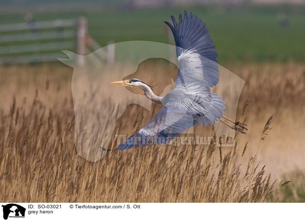 Graureiher / grey heron / SO-03021