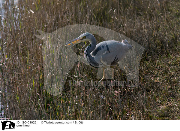 grey heron / SO-03022