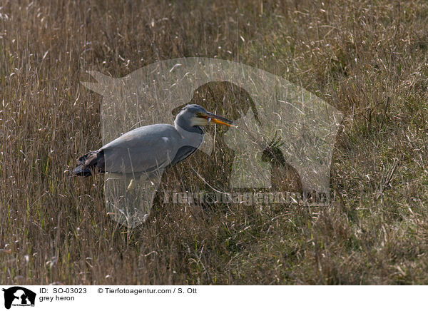 Graureiher / grey heron / SO-03023