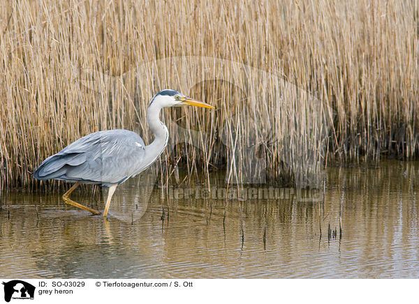 Graureiher / grey heron / SO-03029
