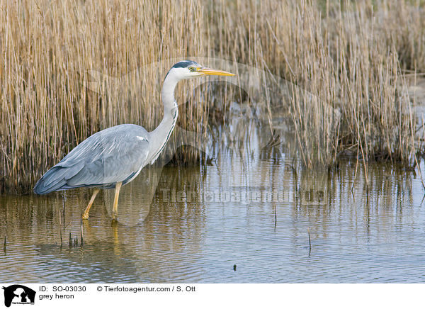 Graureiher / grey heron / SO-03030