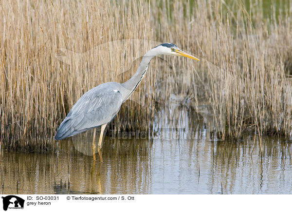 Graureiher / grey heron / SO-03031