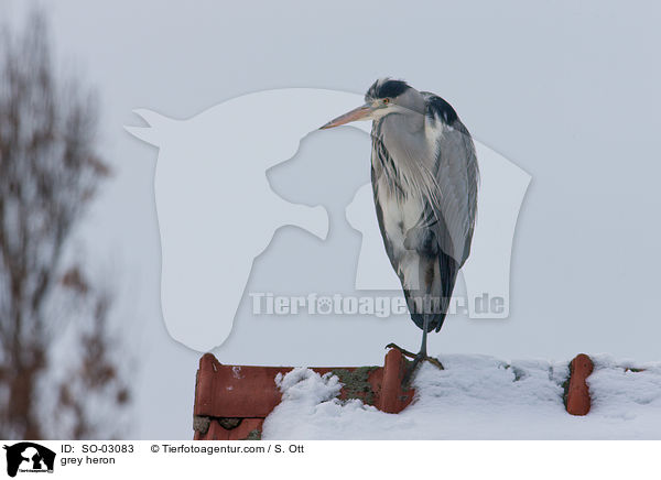 Graureiher / grey heron / SO-03083