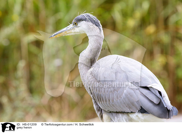 Graureiher / grey heron / HS-01209