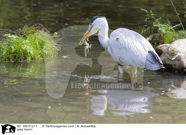 Graureiher / grey heron / HS-01211