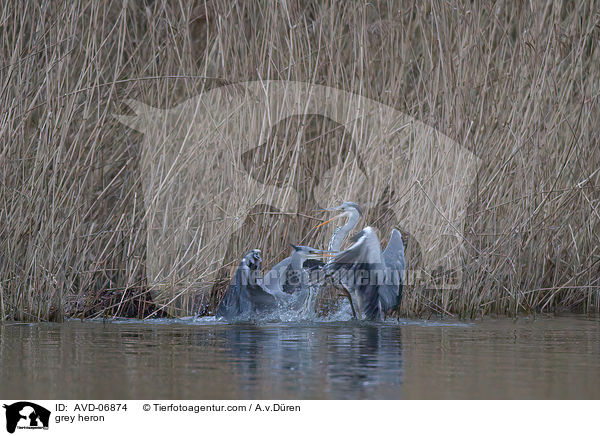 Graureiher / grey heron / AVD-06874