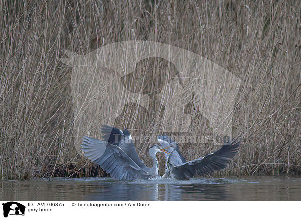Graureiher / grey heron / AVD-06875